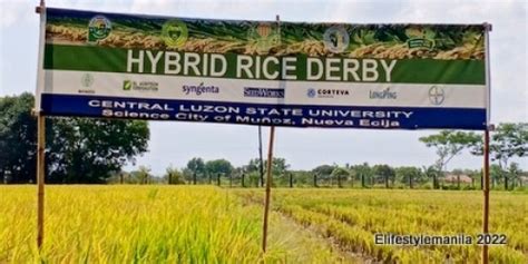 SeedWorks PH’s US 88 Dominates 2021 Rice.